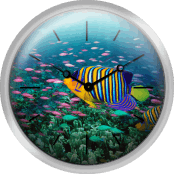 Regal Angelfish And Purple Anthias In Coral Reef Digital Composite