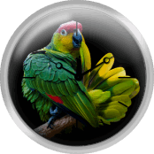 Lilacine Amazon Parrot Isolated On Black Backgro