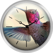 Anna S Hummingbird
