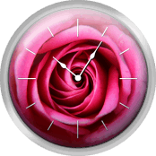 Close Up Of A Pink Rose