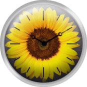 The Sunflower Of One Flower
