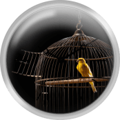 Canary In Cage With Open Door