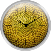Macro Image Of Sunflower