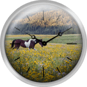 Horse In A Field Of Wildflowers Uinta Mountains Utah