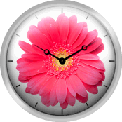 Pink Gerbera Daisy Isolated On White