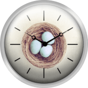 Eggs Bird Nest