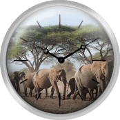 Herd Of African Elephants Walking Through Acacia Trees In Amboseli National Park Kenya