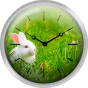 White Rabbit In The Grass